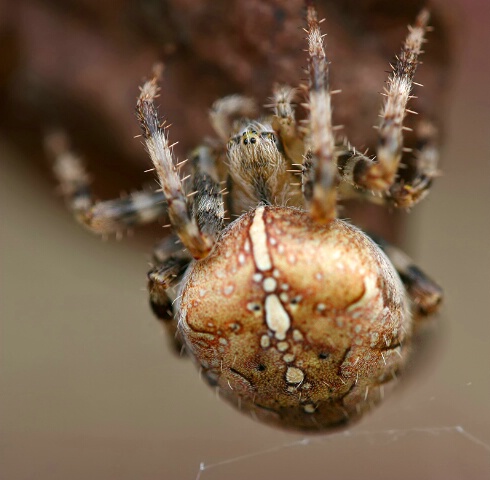 Garden Spider