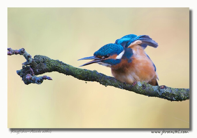 Kingfisher-Alcedo atthis