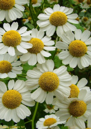 Chamomile Patch
