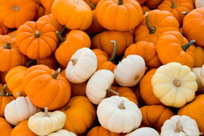 White pumpkins? - ID: 4815927 © Sibylle Basel