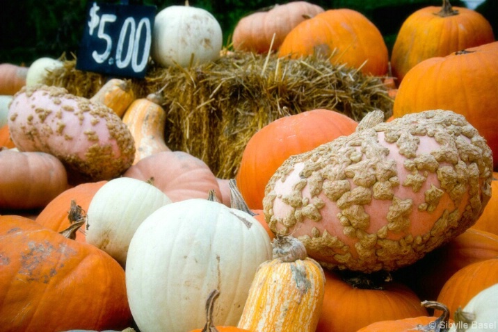 Pumpkins for sale - ID: 4815928 © Sibylle Basel