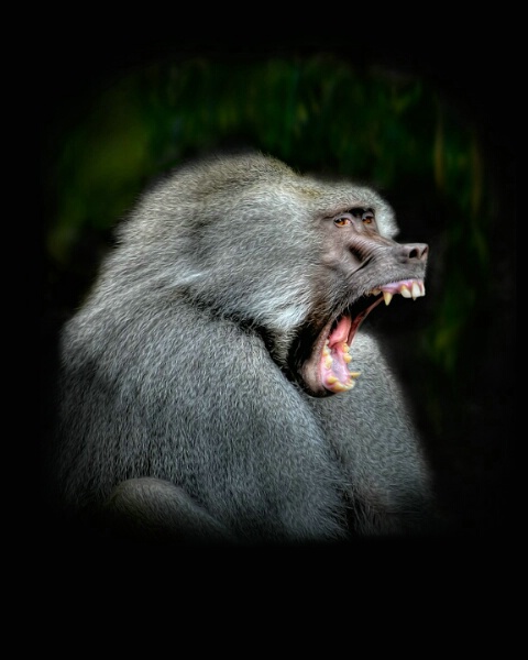 Baboon