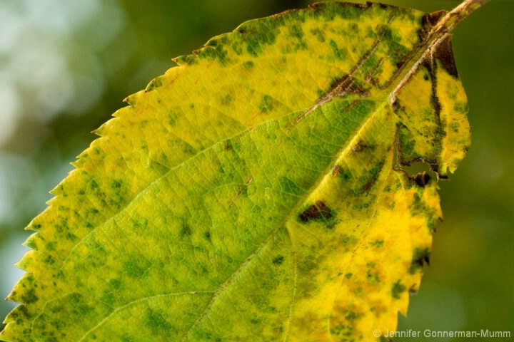 Speckled Leaf