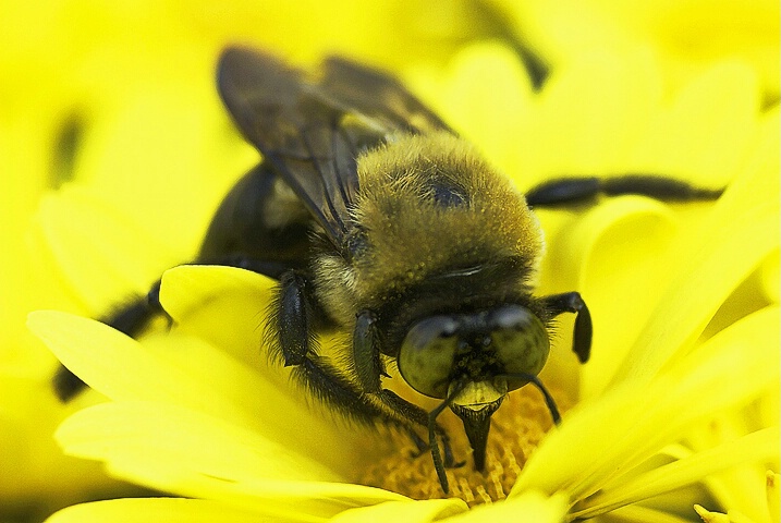 Beeautiful Mums - ID: 4819991 © Laurie Daily