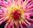 Dahlia Rays
