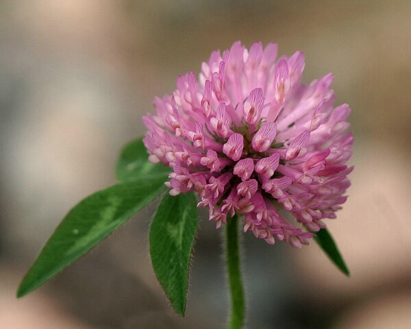 Autumn Clover