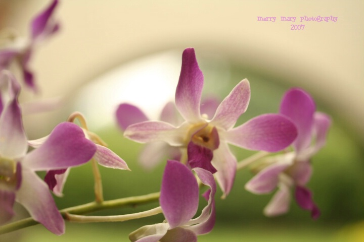 Orchids A la Biltmore