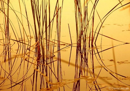 Reeds at Sunset