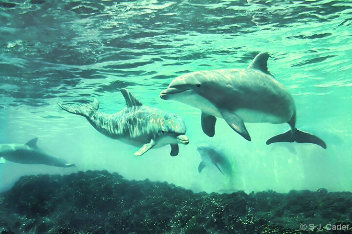 Swimming with Dolphins