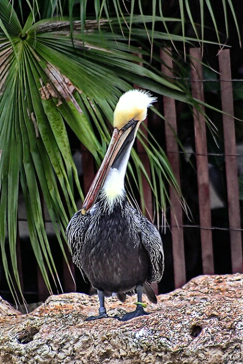 Pelican