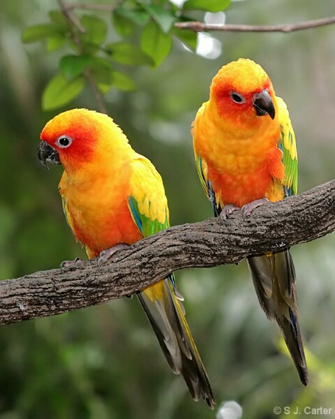 Sun Conures