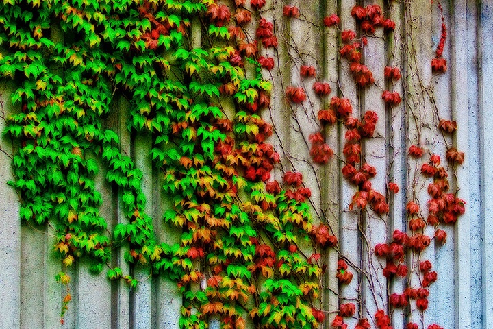 Vining Wall