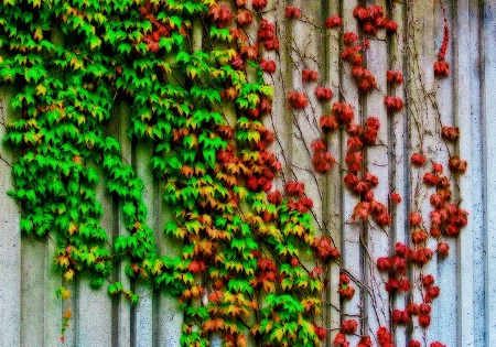 Vining Wall