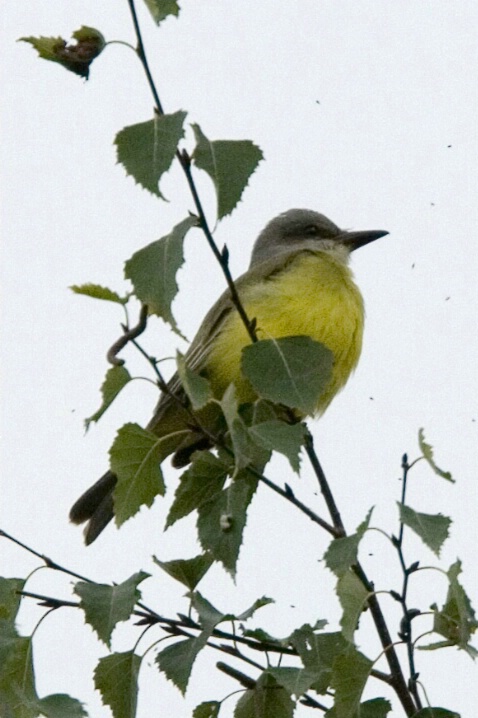 Tropical Kingbird at Marymoor - 3 - ID: 4827870 © John Tubbs