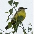 2Tropical Kingbird at Marymoor - 3 - ID: 4827870 © John Tubbs