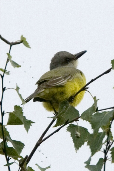 Tropical Kingbird at Marymoor - 2 - ID: 4827871 © John Tubbs