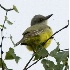 2Tropical Kingbird at Marymoor - 2 - ID: 4827871 © John Tubbs