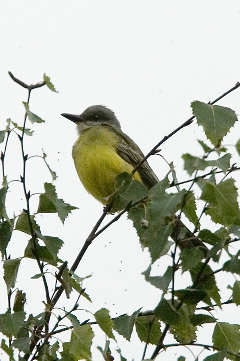 Tropical Kingbird at Marymoor - 1  - ID: 4827872 © John Tubbs