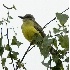 2Tropical Kingbird at Marymoor - 1  - ID: 4827872 © John Tubbs