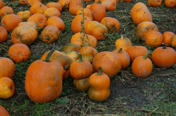Pumpkins #4, 1/160, F6.3, 40 MM, ISO 200 - ID: 4827895 © Susie P. Carey