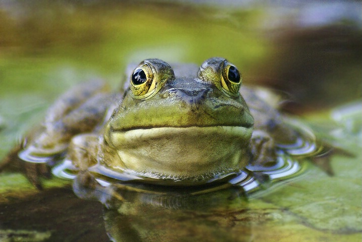 Frog - ID: 4829307 © Laurie Daily