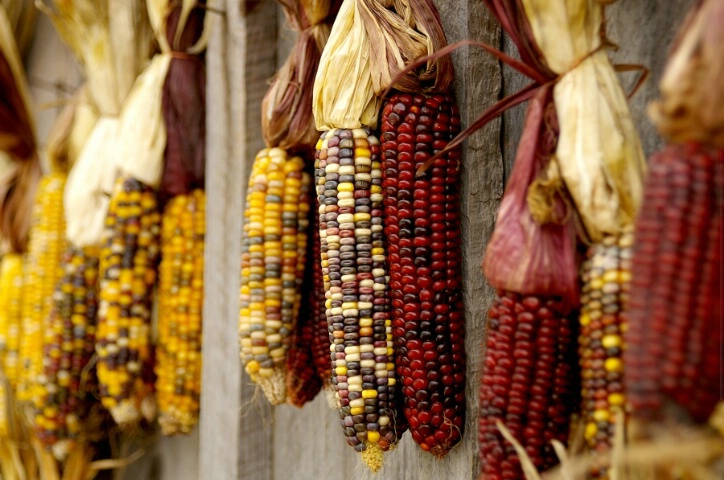 Indian Corn