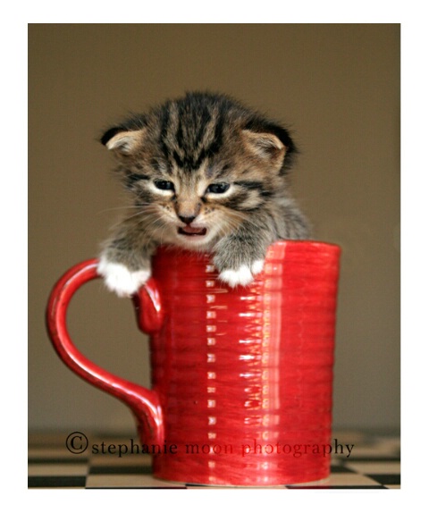 cup o' kitten