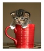 cup o' kitten