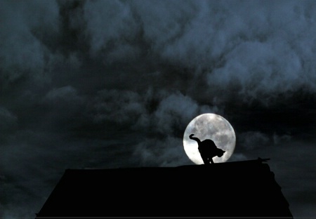 Happy  Halloween!