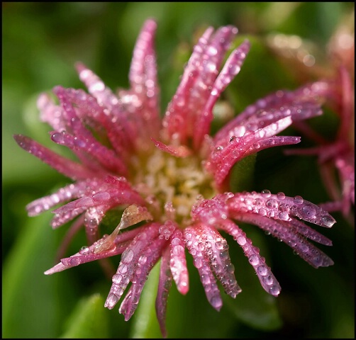 alpine flower with drops.