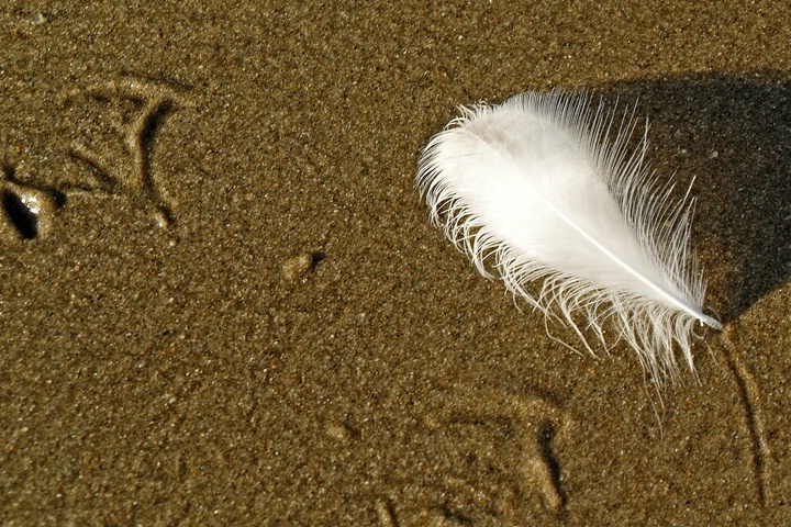Footprints & Feathers