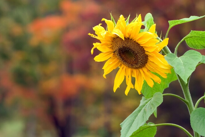 Sunflower in the Fall
