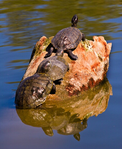 Basking Turtles