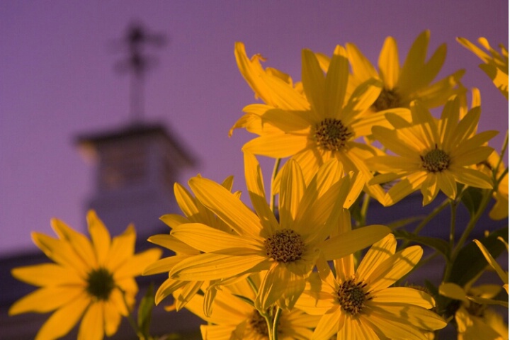 False Sunflowers and Cupula
