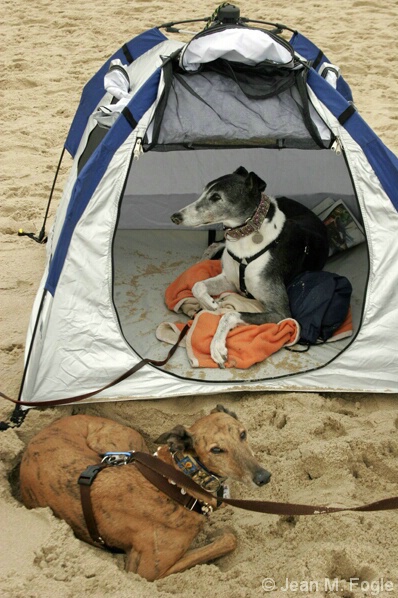 Greyhounds at Reach the Beach 