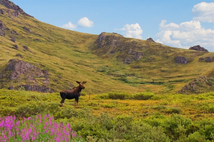 Moose in Tombstone Park, the Yukon in Canada