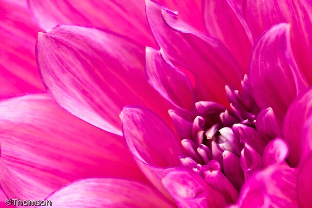 Wheaton:  Pink Dahlia