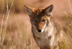 Brother Coyote