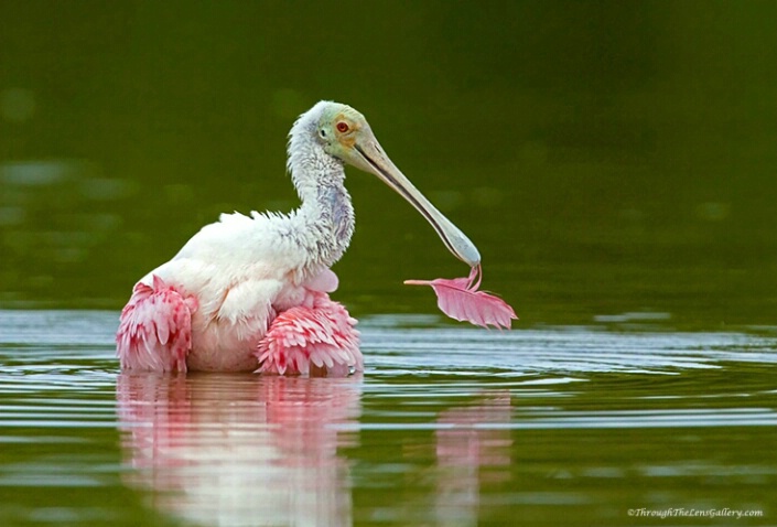 The Feather - ID: 4843368 © Sara And Dick