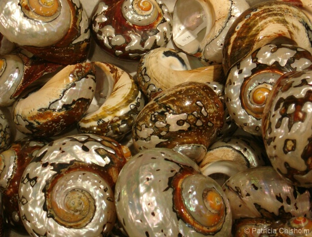 Pearly Shells...