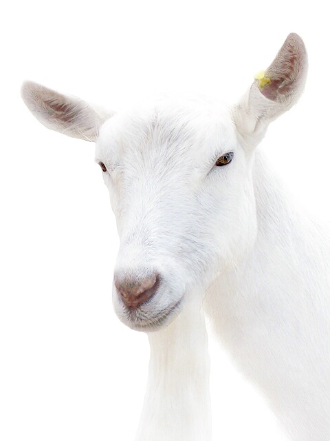 Portrait of a Billy Goat
