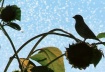 bird in sprinkler