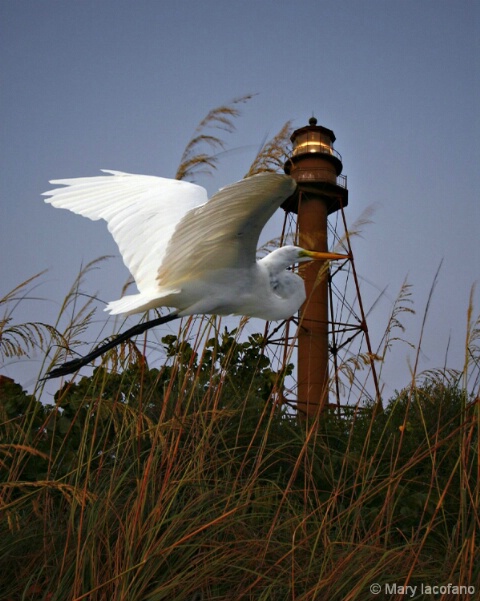 Great Egret-Sanibel Lighthouse