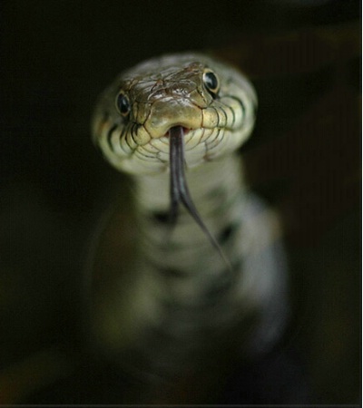 snake in my pond! 