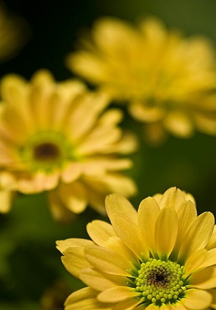 yellow_chrysanthemum