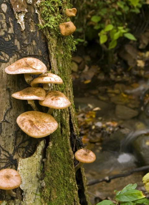 Mushrooms and Stream