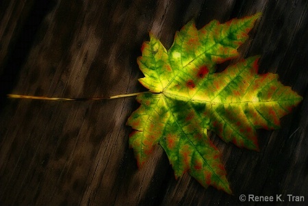 Fallen