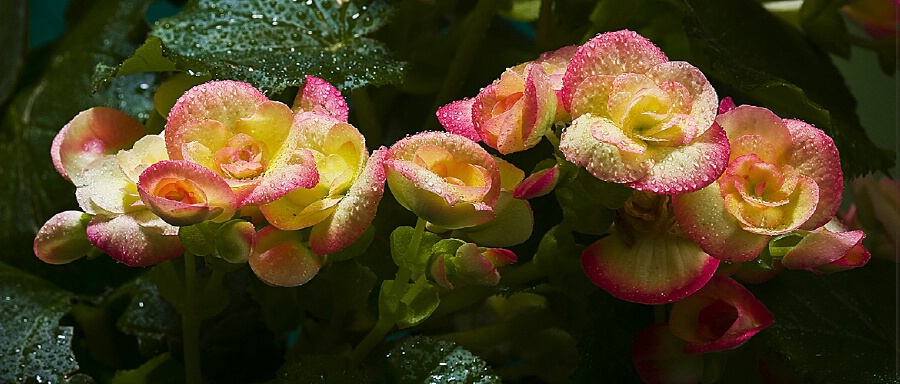 begonia_flowers