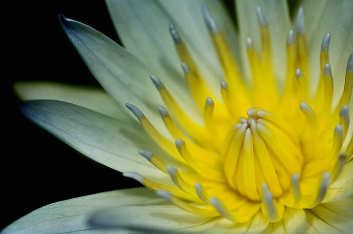::White Water Lily Glowing::