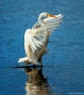Water Ballet Pain...